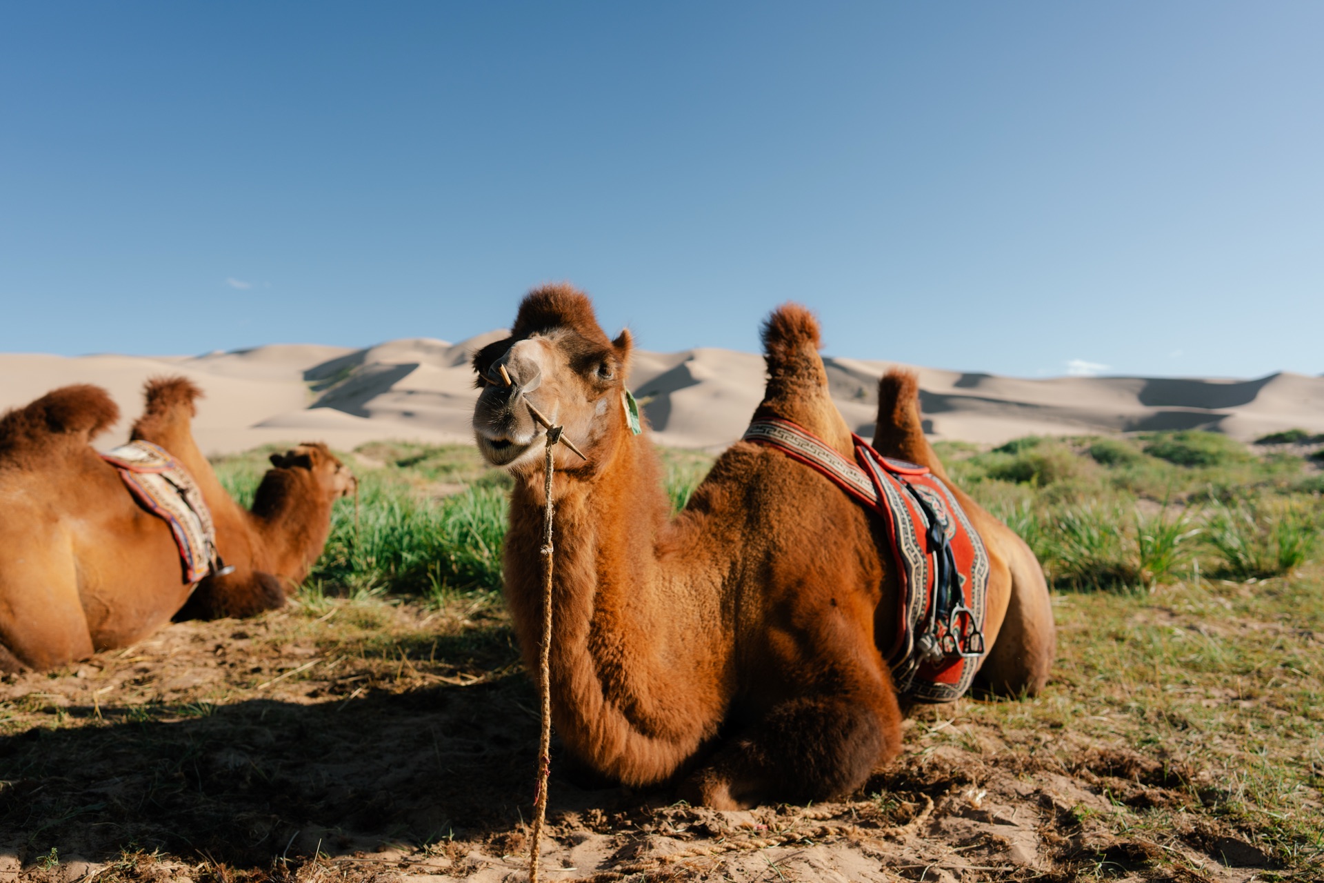 Gobi & Central with Hot Springs